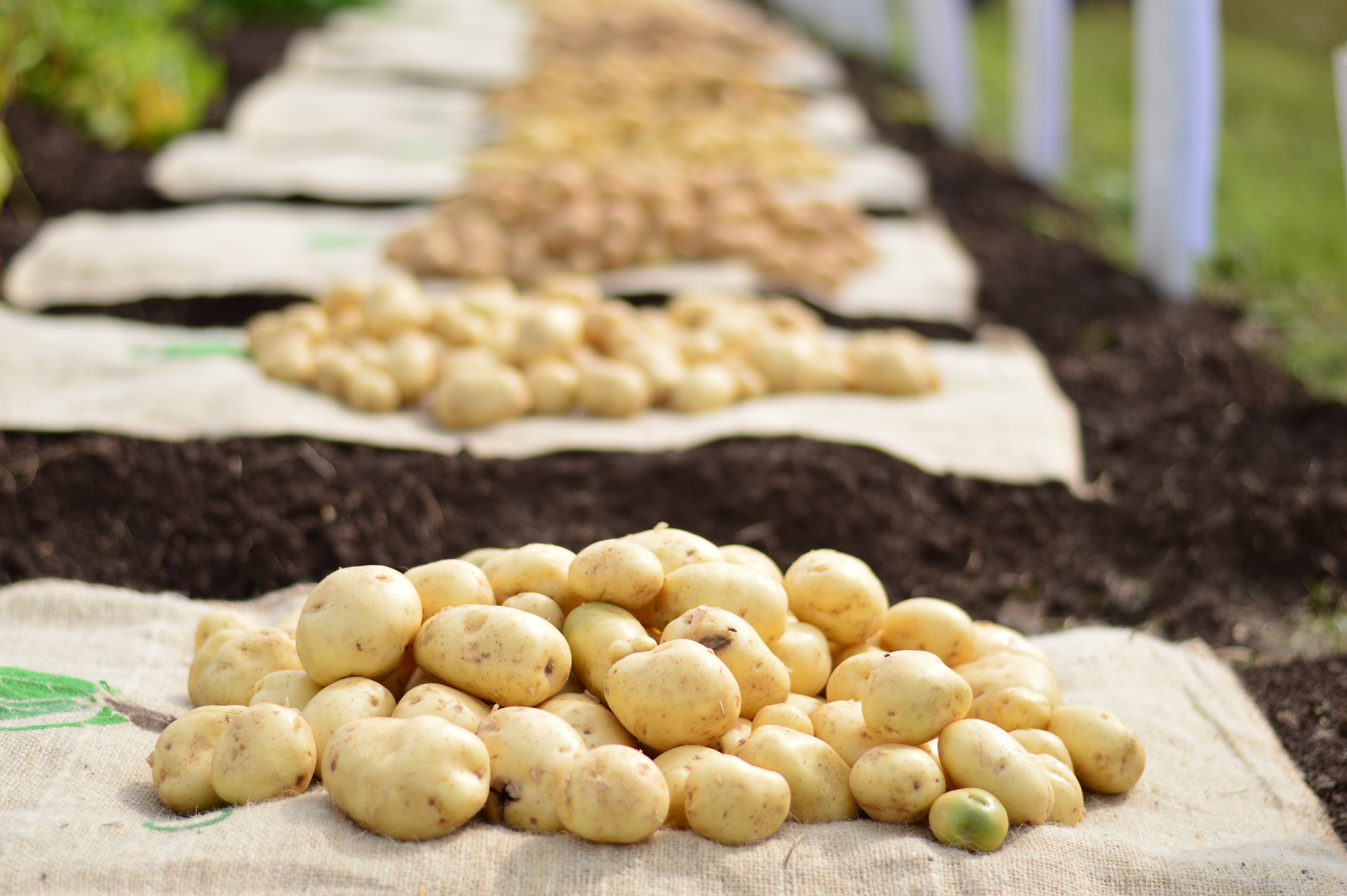 Potatoes on the ground at Potatoes in Practice 2021