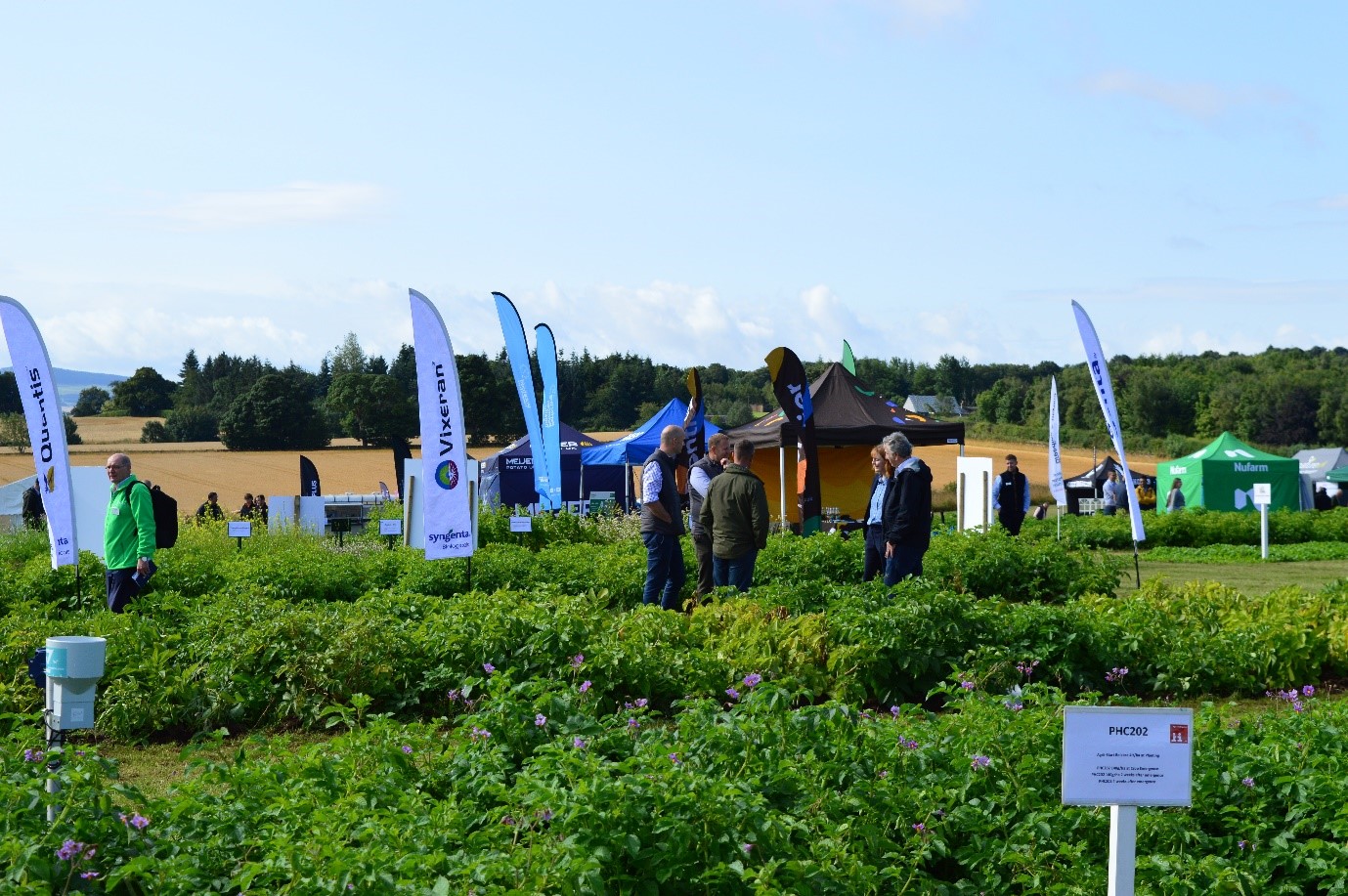 Field of flowering potato crops, feather exhibitor flags, groups of people engaging with eachother and plots, blue skies, exhibitor marquees in field