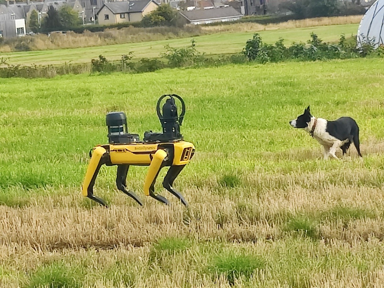 SPOT robotic dog in field facing boarder collie 