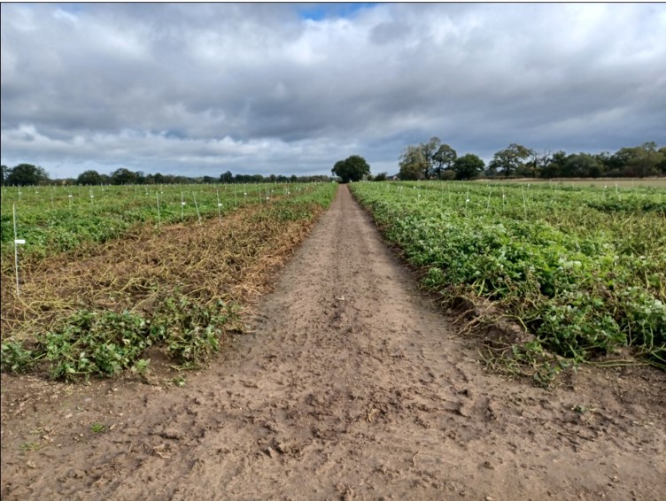 Left plot shows untreated control plants and right biostimulants and fungicide enhanced plants - Potato Plots 