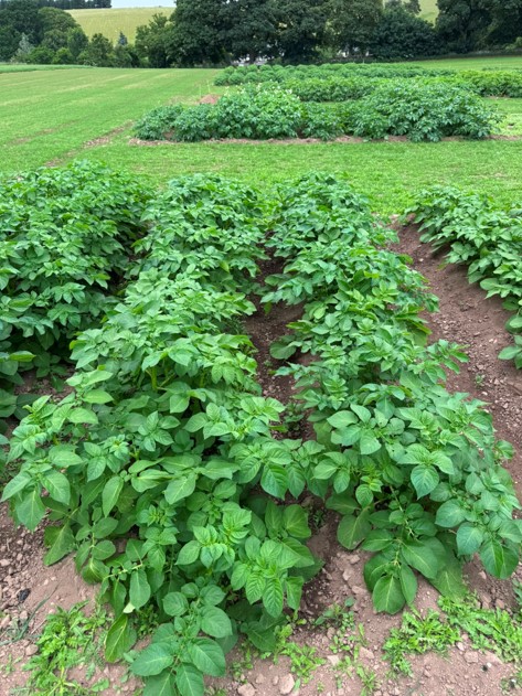 Mid stage potato plant in vertical row 