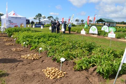 Demonstration plots at Potatoes in Practice