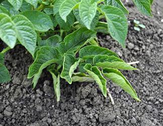 potato virus