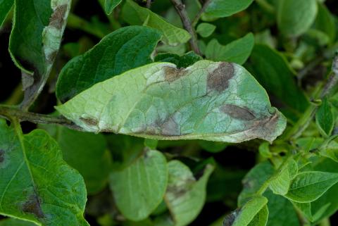 Blight