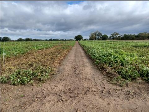 Left plot shows untreated control plants and right biostimulants and fungicide enhanced plants - Potato Plots 